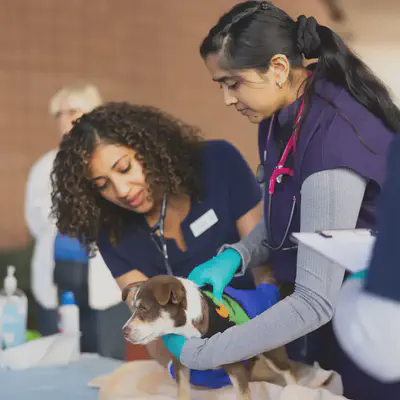 The Street Dog Coalition community